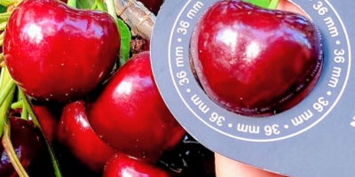 Vendo cerezas frescas de variedades tempranas, semitempranas y tardías.