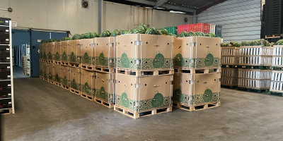 Somos exportadores experimentados de sandías frescas de Marruecos y