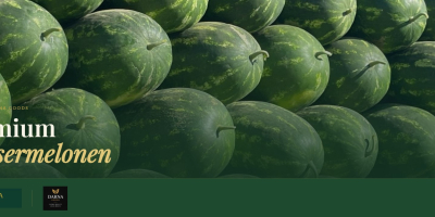 Somos exportadores experimentados de sandías frescas de Marruecos y