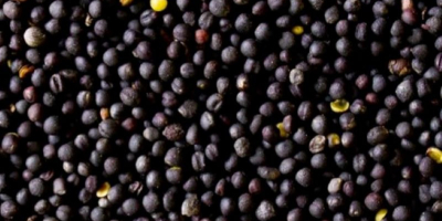 Vendo colza para la producción de aceite. Grano de