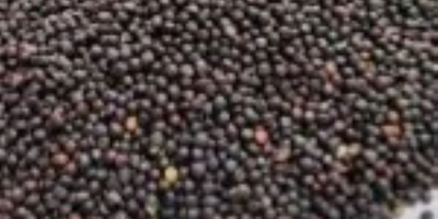 Vendo colza para la producción de aceite. Grano de
