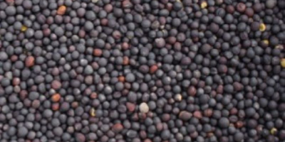 Vendo colza para la producción de aceite. Grano de