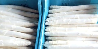 Produzco espárragos blancos y verdes. Disponibles en grandes cantidades