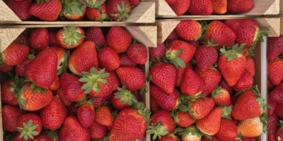 El tiempo de espera para recibir el producto es