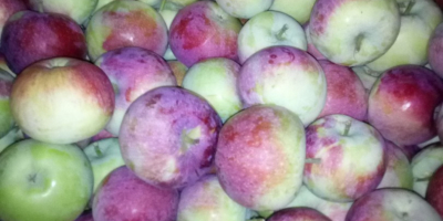 Venderé a Pirosa unas 12 ti Paulareda unas 4