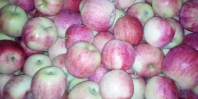 Venderé a Pirosa unas 12 ti Paulareda unas 4