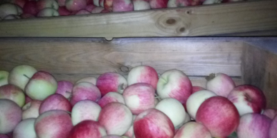 Venderé a Pirosa unas 12 ti Paulareda unas 4