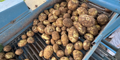 Patata nueva de Rumania directamente del productor Calarasi, Dolj,