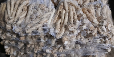 Vendo remolachas rojas alargadas de la variedad Alto, peladas