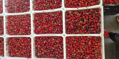 En FIA GOGOT FRUIT encontrará las frutas de temporada