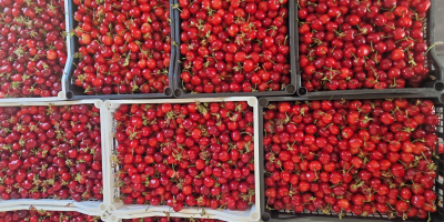 En FIA GOGOT FRUIT encontrará las frutas de temporada
