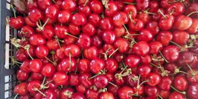 En FIA GOGOT FRUIT encontrará las frutas de temporada