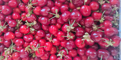 En FIA GOGOT FRUIT encontrará las frutas de temporada