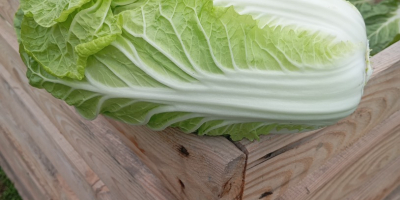 Venderé col china de 0,8 a 2 kg.