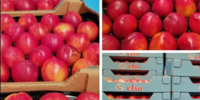 Fruta producida y envasado en españa, con global gap.