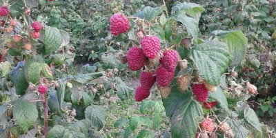 Venderé la franela de otoño Polane de las plantaciones