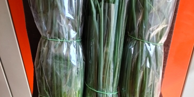 Hola. Vendo cebollino recién cosechado, preparado por encargo, directamente