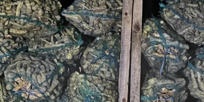 Ofrecemos raíz de rábano picante al por mayor a