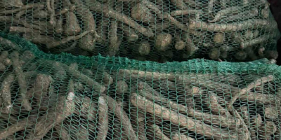 Ofrecemos raíz de rábano picante al por mayor a