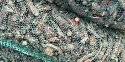 Ofrecemos raíz de rábano picante al por mayor a