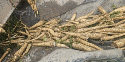 Venderé perejil 90gr/kg desde Zbytków, Silesia 25 toneladas [teléfono]