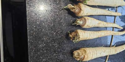 Venderé perejil 90gr/kg desde Zbytków, Silesia 25 toneladas [teléfono]