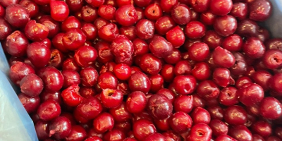 Vendo cerezas congeladas sin hueso, Clase I, 1/10 y