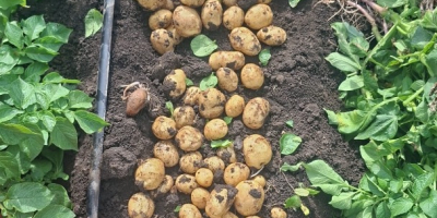 Vendo patatas nuevas de las variedades Riviera, Peretu y
