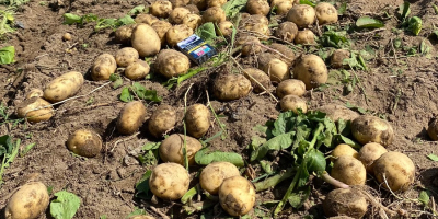 Papas Riviera de alta calidad, de tamaño uniforme, limpias