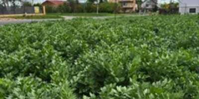 Ofrezco hojas de apio de monte de un productor