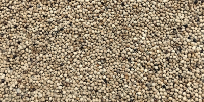 Sorgo blanco en venta. Pureza 99%, humedad máxima 14%.