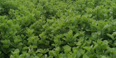 menta fresca