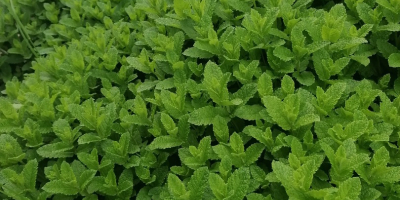 menta fresca