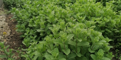 menta fresca