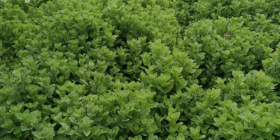 menta fresca