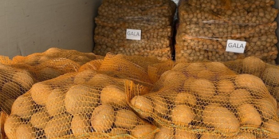 Venderé papas comestibles de las siguientes variedades: GALA, cantidades