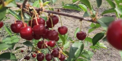 Nos complace ofrecer cerezas ácidas de primera calidad. Nuestras