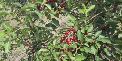 Nos complace ofrecer cerezas ácidas de primera calidad. Nuestras