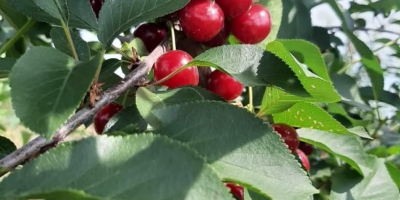 Nos complace ofrecer cerezas ácidas de primera calidad. Nuestras