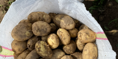 Nuevas patatas Riviera – Muy buena calidad Ofrecemos patatas