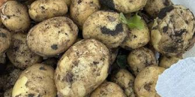 Nuevas patatas Riviera – Muy buena calidad Ofrecemos patatas