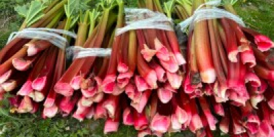Se vende ruibarbo frambuesa. Aproximadamente 4 toneladas. Cortado por