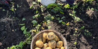 Papas tempranas, de muy buena calidad. Zona de recolección: