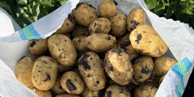 Papas tempranas, de muy buena calidad. Zona de recolección: