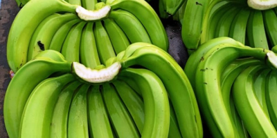 Plátano Cavendish Grado: A y B Diámetro: 3–4 cm