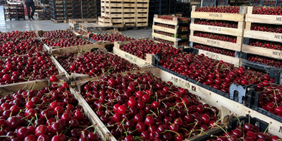 Ofrecemos cerezas al por mayor y al por menor.