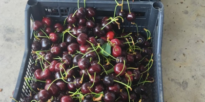 Ofrecemos cerezas al por mayor y al por menor.