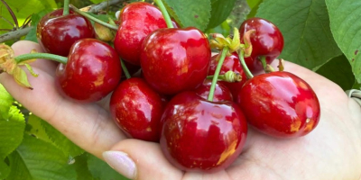 Ofrecemos cerezas al por mayor y al por menor.