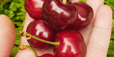 Ofrecemos cerezas al por mayor y al por menor.