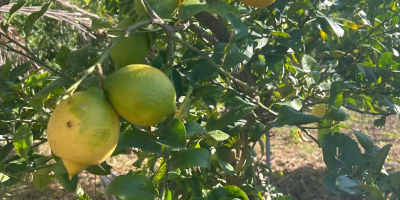 Vendo limones naturales, totalmente orgánicos. Muy fragantes. Gran limonero